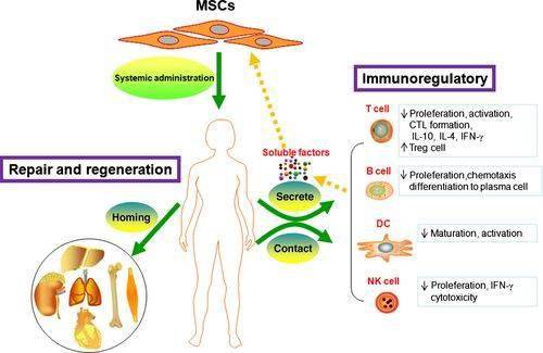 干细胞疗法大战红斑狼疮 间充质干细胞临床可期