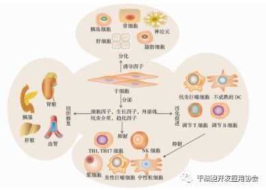 科技日报 干细胞疗法有望使糖尿病患者摆脱频繁的胰岛素注射