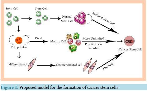 SCD 肿瘤干细胞的生物学评估