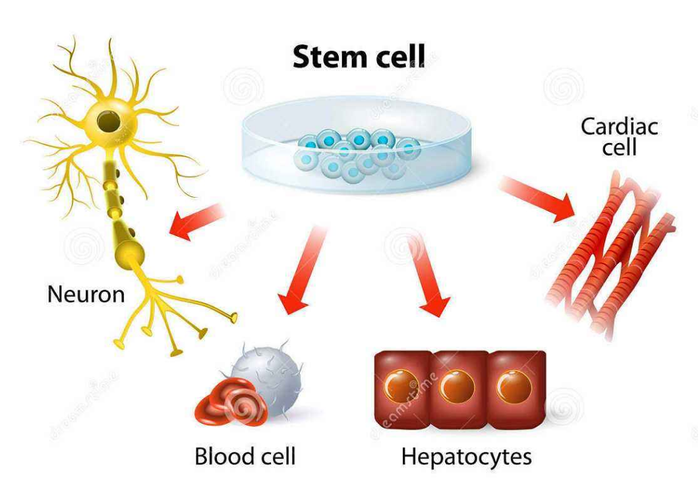 干细胞介绍