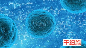 脂肪干细胞治疗 白癜风 临床研究进展