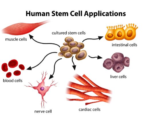 为什么人体内有这么多干细胞,还需要外源性补充干细胞呢