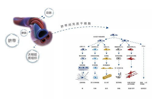 准爸妈必看丨新生儿干细胞储存你最关心的问题都在这了