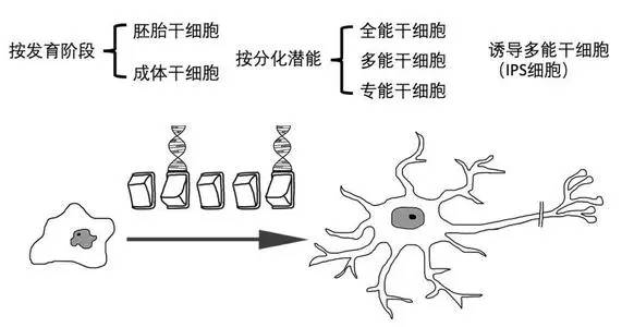 科普丨干细胞是干什么的能治疗哪些病国内外研究进展如何