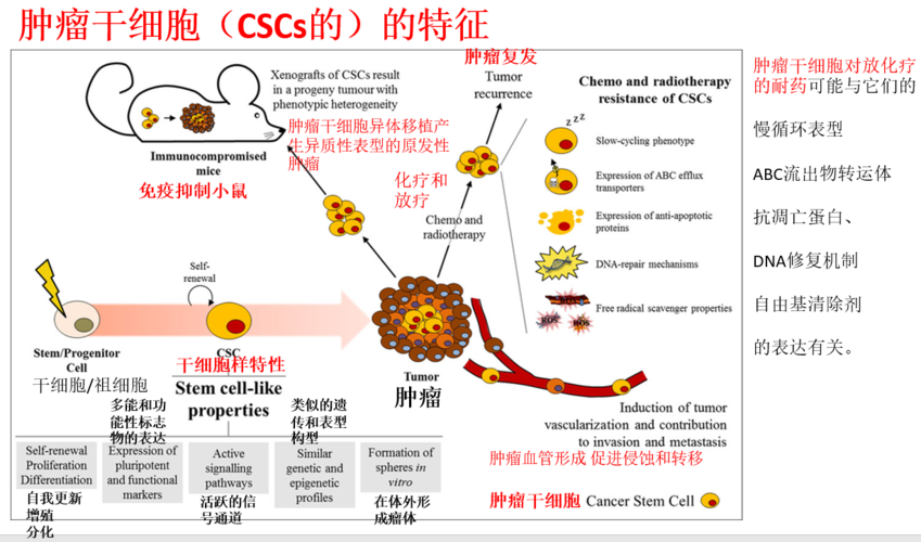 图示肿瘤的种子-肿瘤干细胞的特征 features of cancer stem cells