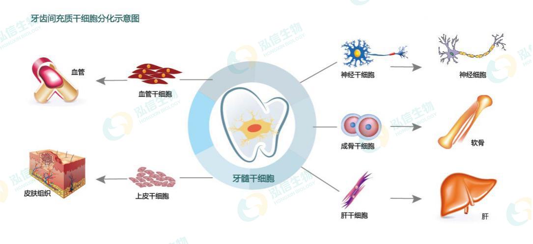 牙髓干细胞储存是真的吗?