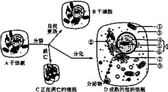 如图表示干细胞的三个发育途径.据图回答下列问题 1 由a细胞形成的b细胞仍然保持着其特有的 和 能力.a细胞到c细胞的过程是由 控制的. 2 由a细胞到形成多个精细胞的过程