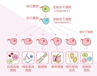 干细胞可分为哪三类