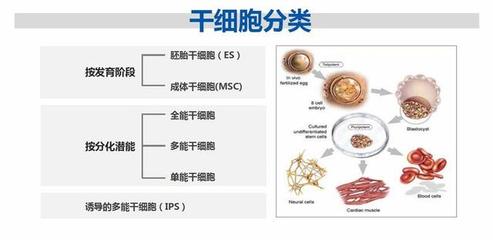 干细胞认识的误区,看完这个终于明白了!