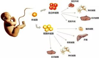 焕生汇 科普 脐带干细胞与脐血干细胞有何区别