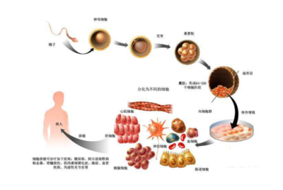 新型冠状病毒肺炎,使用干细胞治疗的原理为何?专家如此解释