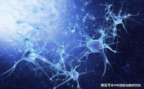 中科西部干细胞研究院 干细胞外泌体与干细胞有何区别