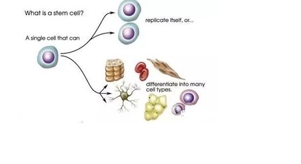 干细胞中的孙悟空--间充质干细胞