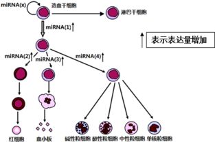 生殖细胞有 a.白细胞 b.卵细胞 c.血小板 d.精子 青夏教育精英家教网