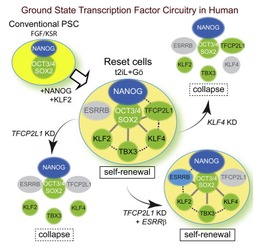 cell 科学家首次使得人类干细胞成功复位至原始状态