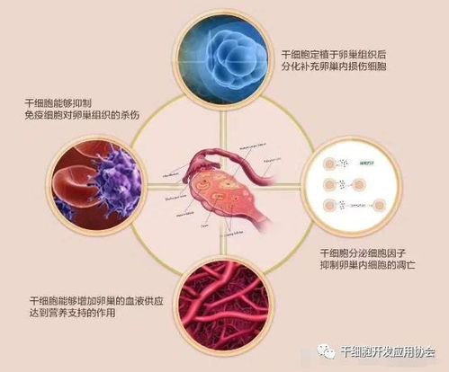 干细胞抗衰抗疾病的十大经典真实案例