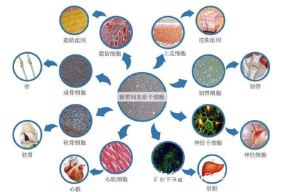 干细胞公司排行榜情况