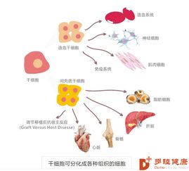 间充质干细胞是怎么抗衰老的