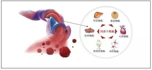 胎儿干细胞 变废为宝